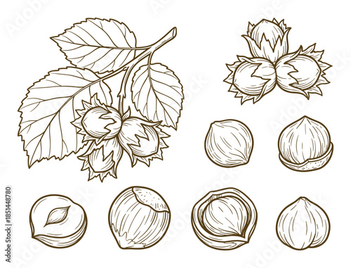 Detailed hazelnut drawing with leaves and nuts, brown line art illustration on a white background.