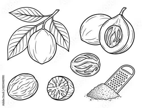 Detailed line art of nutmeg seed, fruit, mace, and grated powder with grater isolated on white.