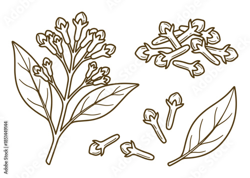 Detailed line drawing of a clove plant with buds and scattered cloves with outlines.