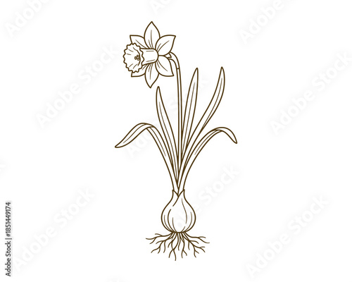 Detailed line drawing of narcissus plant with flower, leaves, bulb, and roots. Illustration art.