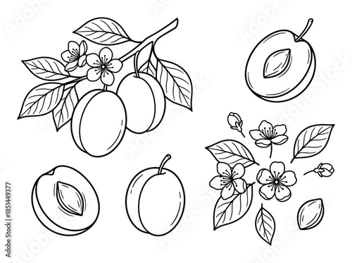 Detailed plum fruit branch with flowers and cut in half, line art drawing illustration.