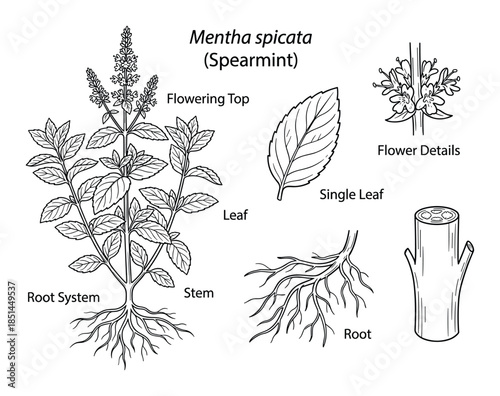 Detailed spearmint illustration featuring flowering top, single leaf, root system, and stem details.