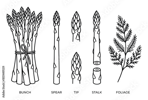 Detailed vector art of asparagus parts including bunch, spear, tip, stalk, and foliage.