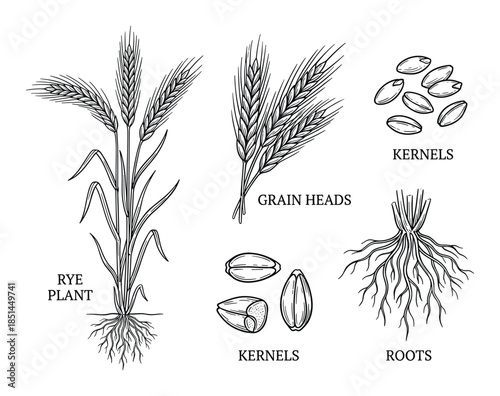 Detailed vector illustration of a rye plant with roots, kernels, and grain heads. Hand-drawn artwork.
