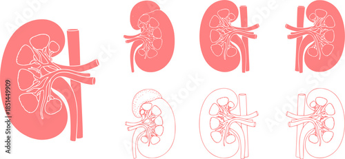 Set of human kidney vector icons. Silhouette with internal organs. Outline icons. Vector 10 EPS.

