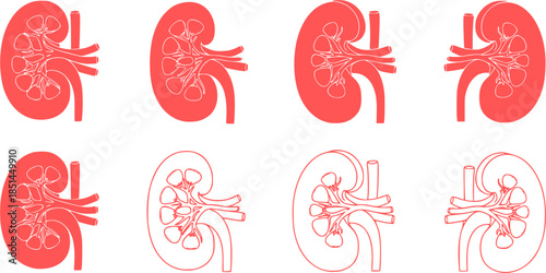 Set of human kidney vector icons. Silhouette with internal organs. Outline icons. Vector 10 EPS.
