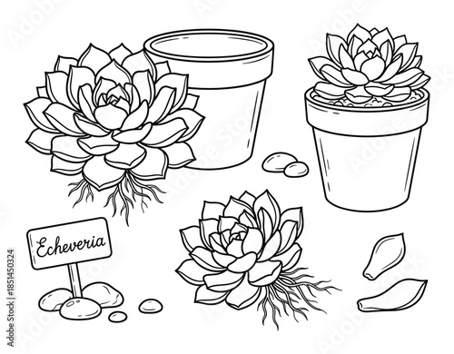 Detailed vector illustration of echeveria succulent plant, pots, stones, leaves, and label.