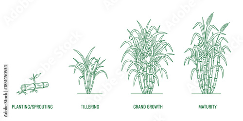 Detailed vector illustration showing sugarcane growth stages from planting to maturity in diagram.
