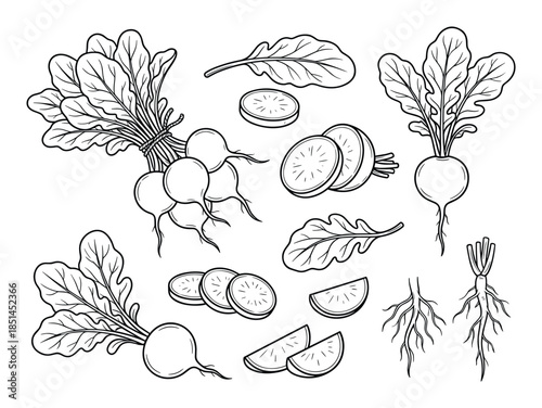 Fresh radish vegetables hand-drawn outline vector illustration set. Healthy nutrition concept.