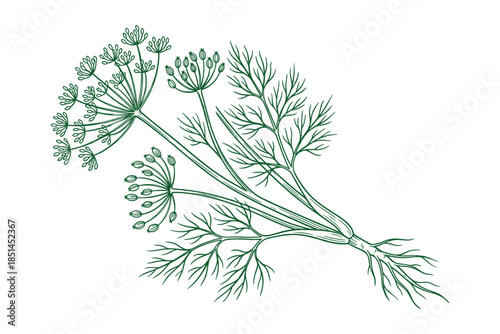 Freshly harvested dill plant, green botanical drawing of organic garden herbs vegetable ingredient.