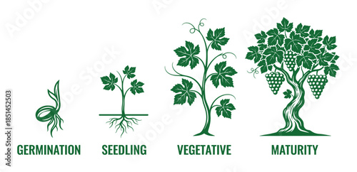 Grapevine growth stages vector diagram, from germination to seedling, vegetative, and maturity.