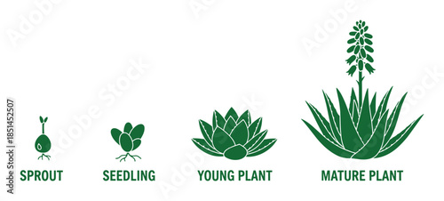 Green aloe plant growth stages vector illustration, from sprout to mature plant diagram detail.
