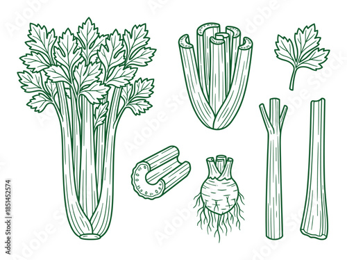 Green drawing showing celery, root, stalk, leaves, and sections of the vegetable plant.