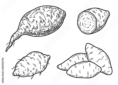 Hand drawn illustration of sweet potatoes with whole and cut vegetables in line art style.