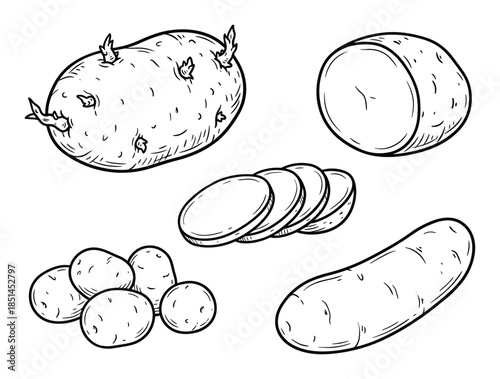 Hand drawn line art illustration of whole, sliced and a sprouting potato. Isolated vector drawing.