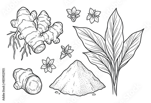 Hand drawn Turmeric illustration with rhizome, powder, leaves, and flowers. Botanical illustration.