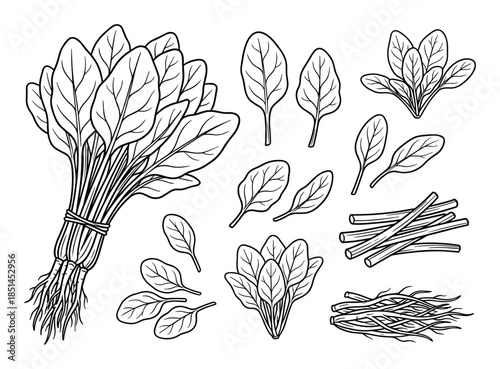 Fresh spinach illustration with a bunch, leaves, stems and root elements in vector line art.