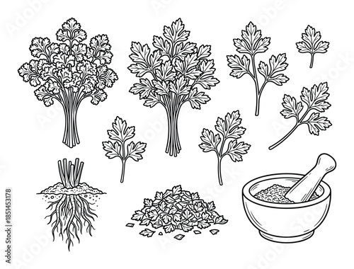 Hand-drawn parsley illustration featuring plant parts, ingredient, mortar, pestle, roots detailed vector.