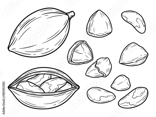 Hand-drawn style illustration with kernels, half kernels, and pods of Brazil nuts.