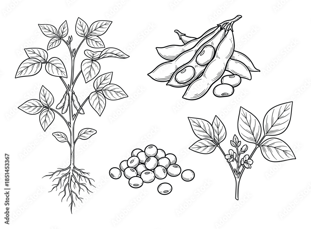 Naklejka premium Hand-drawn vector illustration showing soybean plant growth stages and harvested grains.