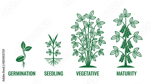 Illustrates onion growth stages life cycle: germination, seedling, vegetative, and maturity detailed diagram
