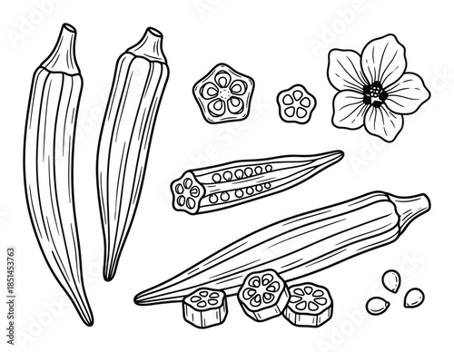 Hand drawn vector illustration of okra pods, slices, okra flower and seeds on white background.