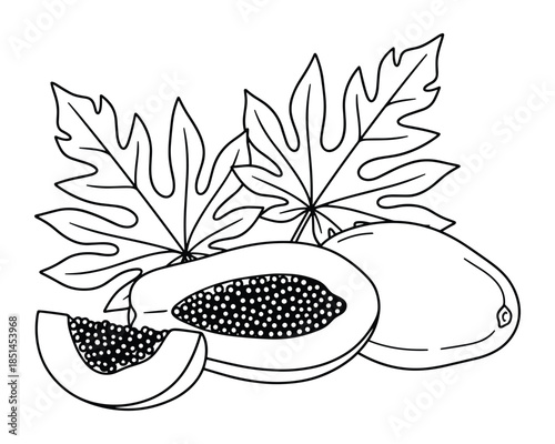 Illustration of fresh papaya fruits with leaves in black and white line art style drawing.