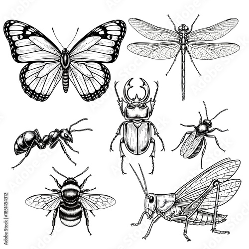 Collection of Detailed Insect Illustrations in Black and White.
