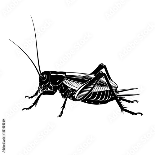 Detailed Black and White Illustration of a Cricket Insect.