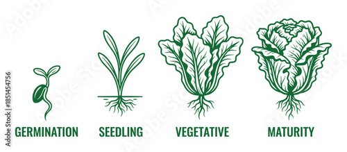 Lettuce plant growth stages illustration. Germination, seedling, vegetative, and maturity cycle.
