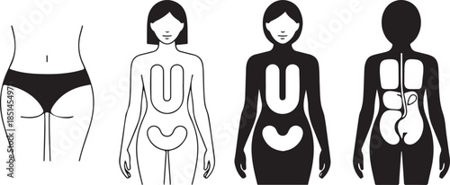 Illustrating Women's Physical Structure Fat Distribution and Core Organs