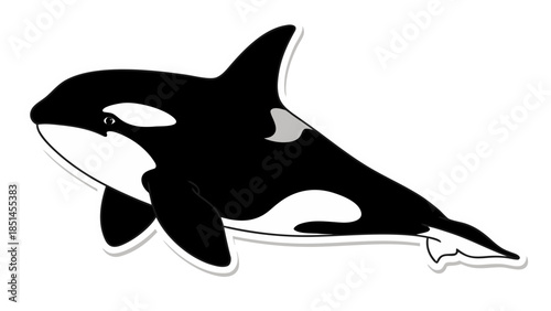 Stylized Orca Killer Whale Illustration