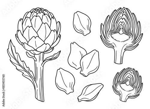 Monochrome line drawing of artichoke vegetable, halves, and leaves, perfect for culinary designs.