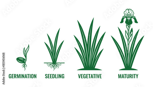 Onion Growth stages diagram with Germination, Seedling, Vegetative and Maturity phases. Vector illustration.