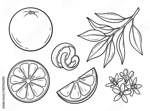Orange citrus fruit whole, sliced, peel, leaves and flowers outline drawing elements set.
