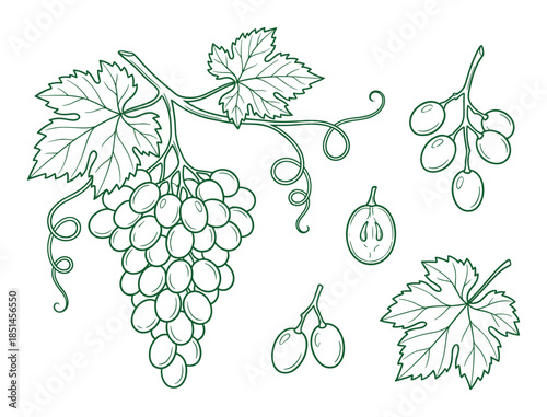 Outline of a green grapes branch, leaves, tendrils, and half of a grape illustration, sketch.