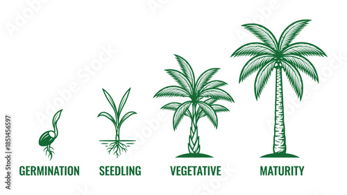 Palm tree growth stages illustration, life cycle from germination, seedling, vegetative and maturity stage.