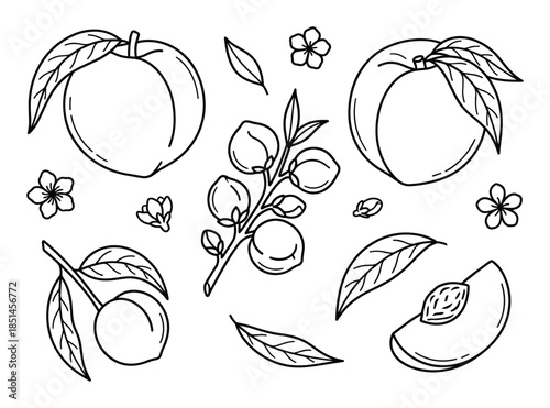 Peach line art drawings with leaves and flower elements in simple style for design projects.
