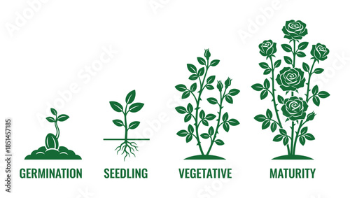 Onion Growth Stages Vector Illustration, Life Cycle Germination Seedling, Vegetative Maturity diagram.