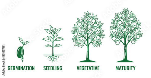 Plant Growth Stages Vector Illustration. Life Cycle Germination Seedling, Vegetative Maturity in detail.