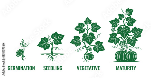 Pumpkin growth stages illustration. Shows life cycle from germination, seedling, vegetative, and maturity.