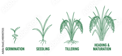 Rice growth stages vector diagram showing rice plant life cycle from germination to heading and maturity