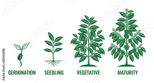 Plant Life Cycle shows Germination Seedling, Vegetative and Maturity diagrams in green color