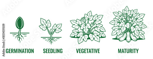Squash plant life cycle stages diagram, germination seedling, vegetative and maturity stage.