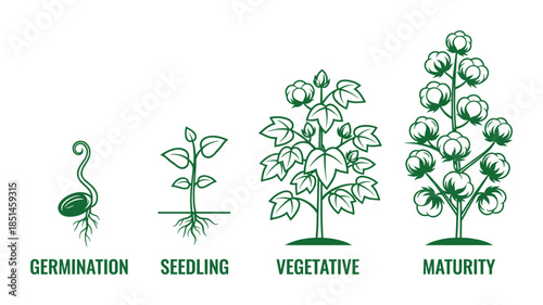 Stages of a cotton plant growth. Germination, seedling, vegetative, and maturity green drawing.