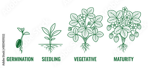 Strawberry plant growth stages. Life cycle shows germination, seedling, vegetative, maturity.