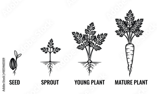 Vector illustration of carrot plant growth stages, from seed to mature plant with detailed root system.