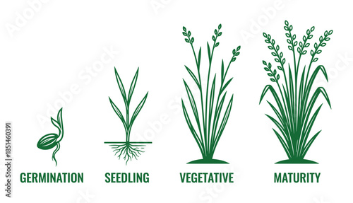Vector illustration of onion growth stages: germination, seedling, vegetative, and maturity.