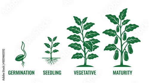 Stages of eggplant growth vector diagram: germination, seedling, vegetative, and maturity.