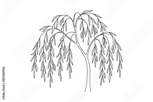 Weeping willow tree, vector line drawing illustration in black and white isolated on white background.